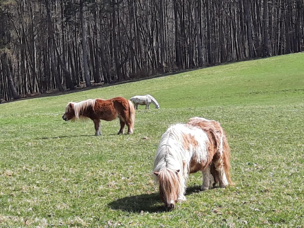 Erholungsheim Im Wienerwald Irenental Dış mekan fotoğraf